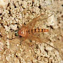 Rhagio gracilis - photo 5
