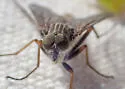 Rhagio incisus - photo 3