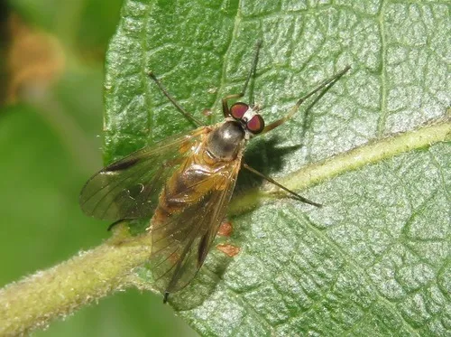 Rhagio lineola