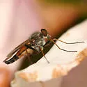 Rhagio maculifer - Rhagio maculifer