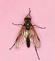Rhagio maculifer - photo 2