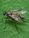 Rhagio maculifer - photo 4