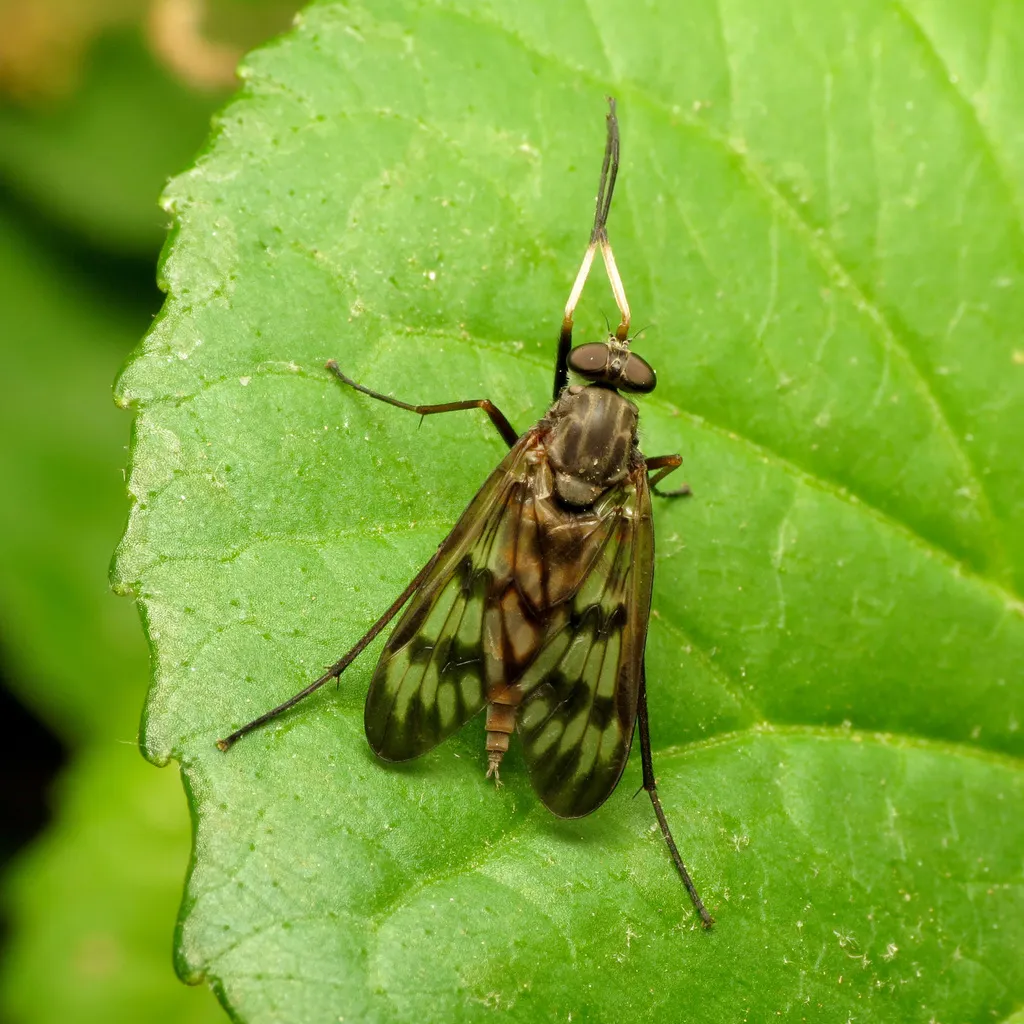 Common Snipe Fly - photo 2