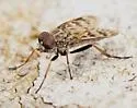 Rhagio plumbeus - photo 2