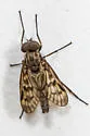Rhagio plumbeus - photo 3