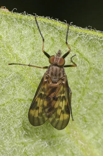 Lesser Variegated Snipe Fly