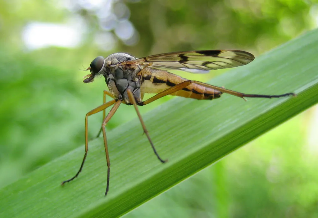 Rhagio scolopaceus - photo 2