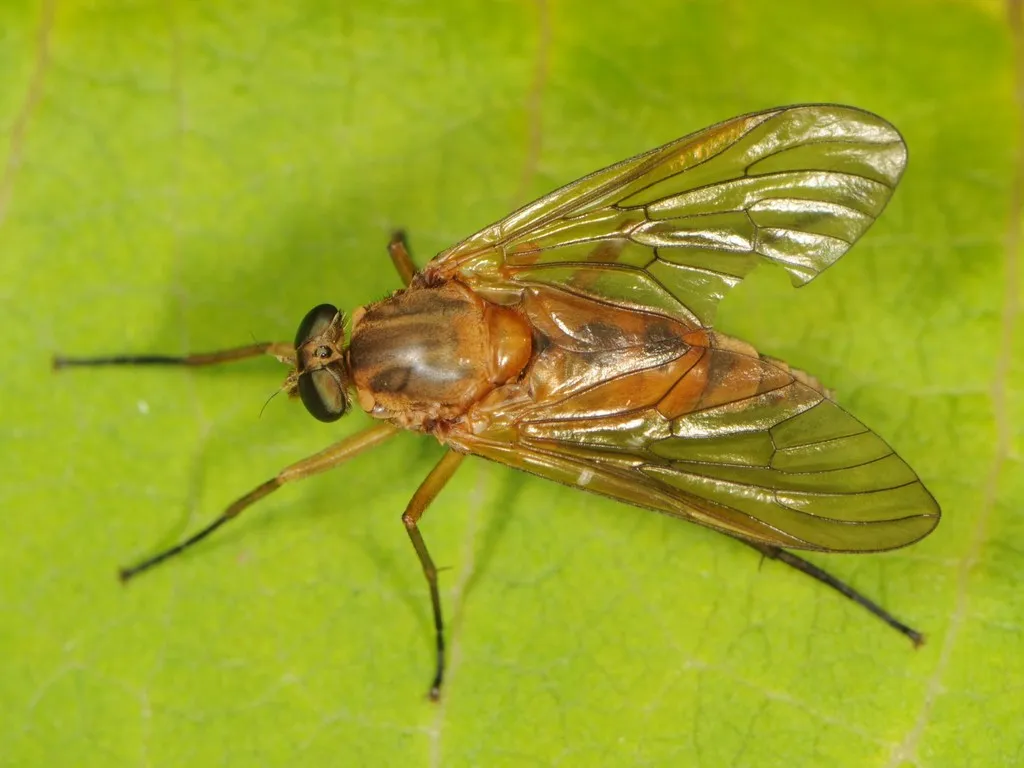 Rhagio tringarius - photo 2