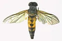 Rhagio vertebratus - photo 2