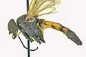 Rhagio vertebratus - photo 3