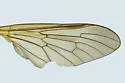 Rhagio vertebratus - photo 4