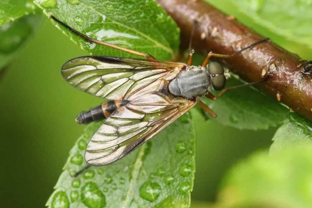 Rhagio vitripennis - photo 2