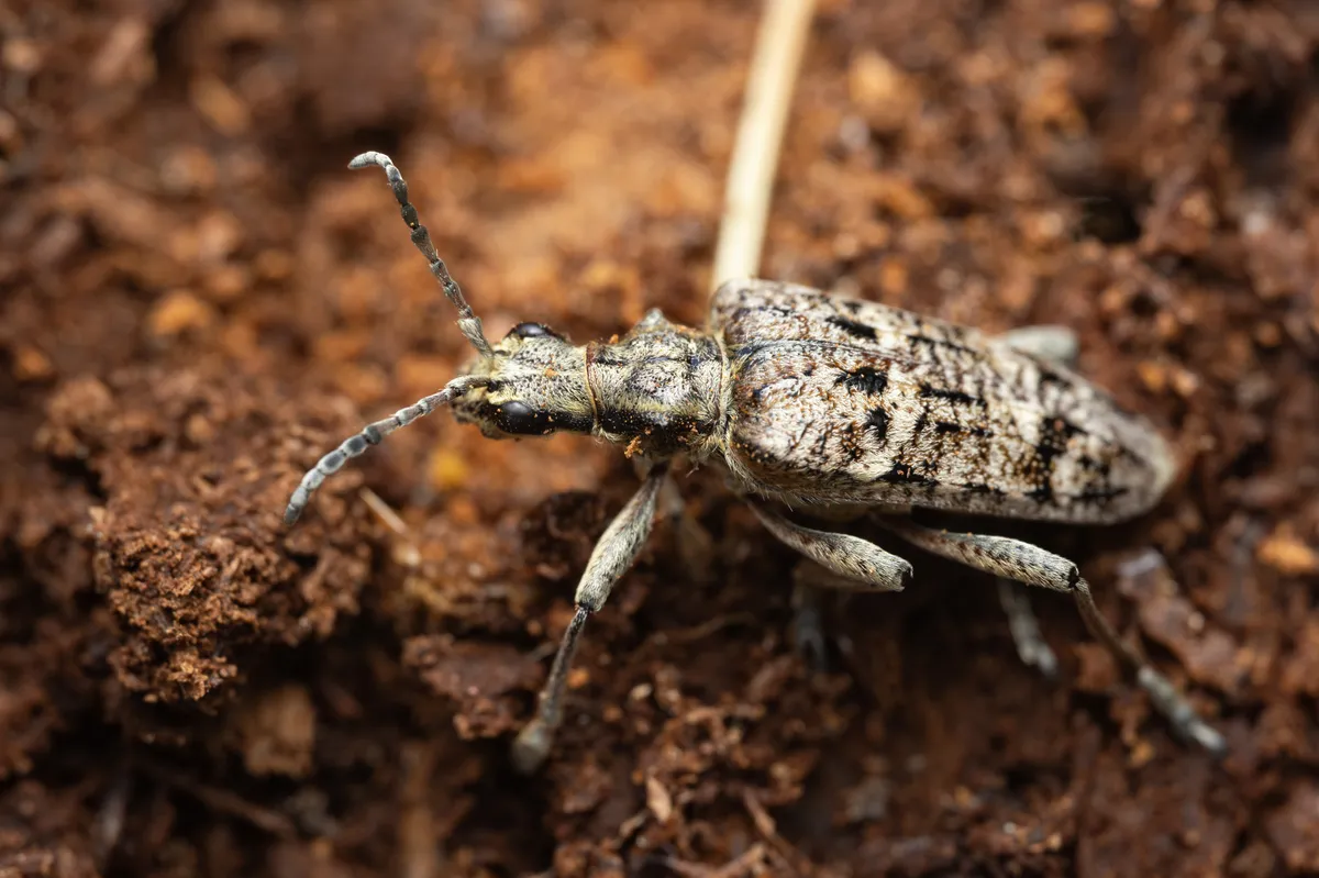 Ribbed Pine Borer - photo 2