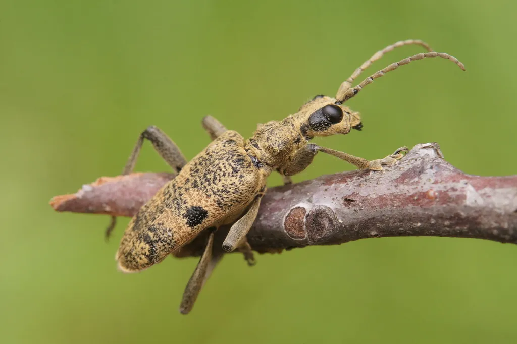 Rhagium mordax - photo 2