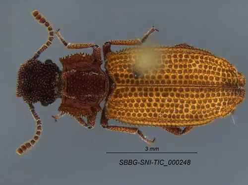 Rhagodera interrupta