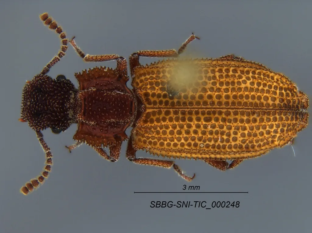 Rhagodera interrupta - photo 2