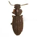 Rhagodera texana