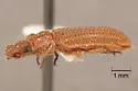 Rhagodera tuberculata - photo 2