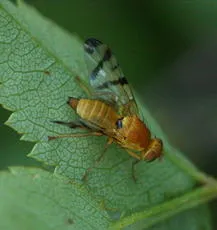 Rhagoletis alternata