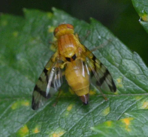 Rhagoletis alternata - photo 2