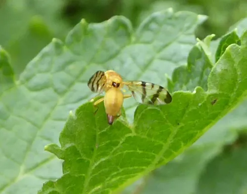 Rhagoletis alternata - photo 3