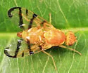 Rose Hip Fly
