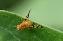 Rose Hip Fly - photo 3