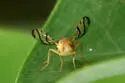 Rose Hip Fly - photo 4