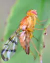 Rose Hip Fly - photo 5