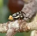 Rhagoletis bushi