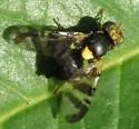 European Cherry Fruit Fly