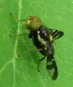 European Cherry Fruit Fly - photo 2