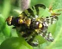 European Cherry Fruit Fly - photo 3