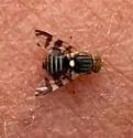 Rhagoletis chionanthi