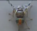 Eastern Cherry Fruit Fly