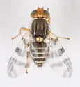 Eastern Cherry Fruit Fly - photo 2