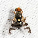Eastern Cherry Fruit Fly - photo 3