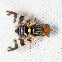 Eastern Cherry Fruit Fly - photo 4