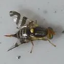 Eastern Cherry Fruit Fly - photo 5