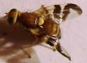 Walnut Husk Fly - photo 2