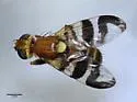 Walnut Husk Fly - photo 3