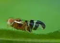 Walnut Husk Fly - photo 4