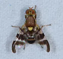 Walnut Husk Fly - photo 5