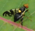 Rhagoletis fausta - Rhagoletis fausta
