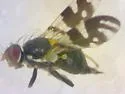 Rhagoletis fausta - photo 2