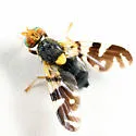 Rhagoletis fausta - photo 3