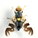 Rhagoletis fausta - photo 4