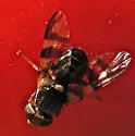 Western Cherry Fruit Fly