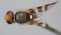 Western Cherry Fruit Fly - photo 2