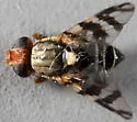 Western Cherry Fruit Fly - photo 3